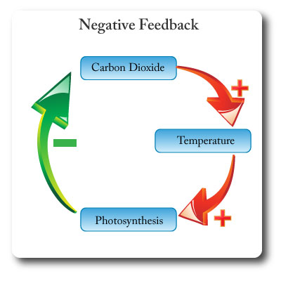 Negative feedback loop diagram